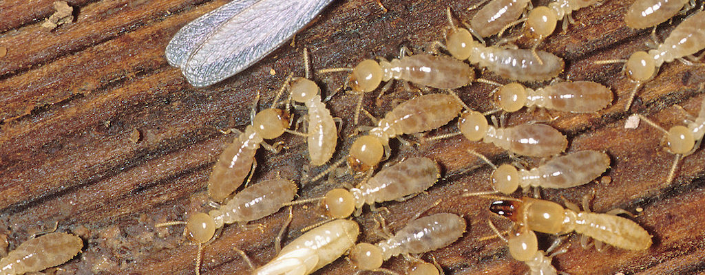 Baton Rouge Termite Control Company, termites in baton rouge