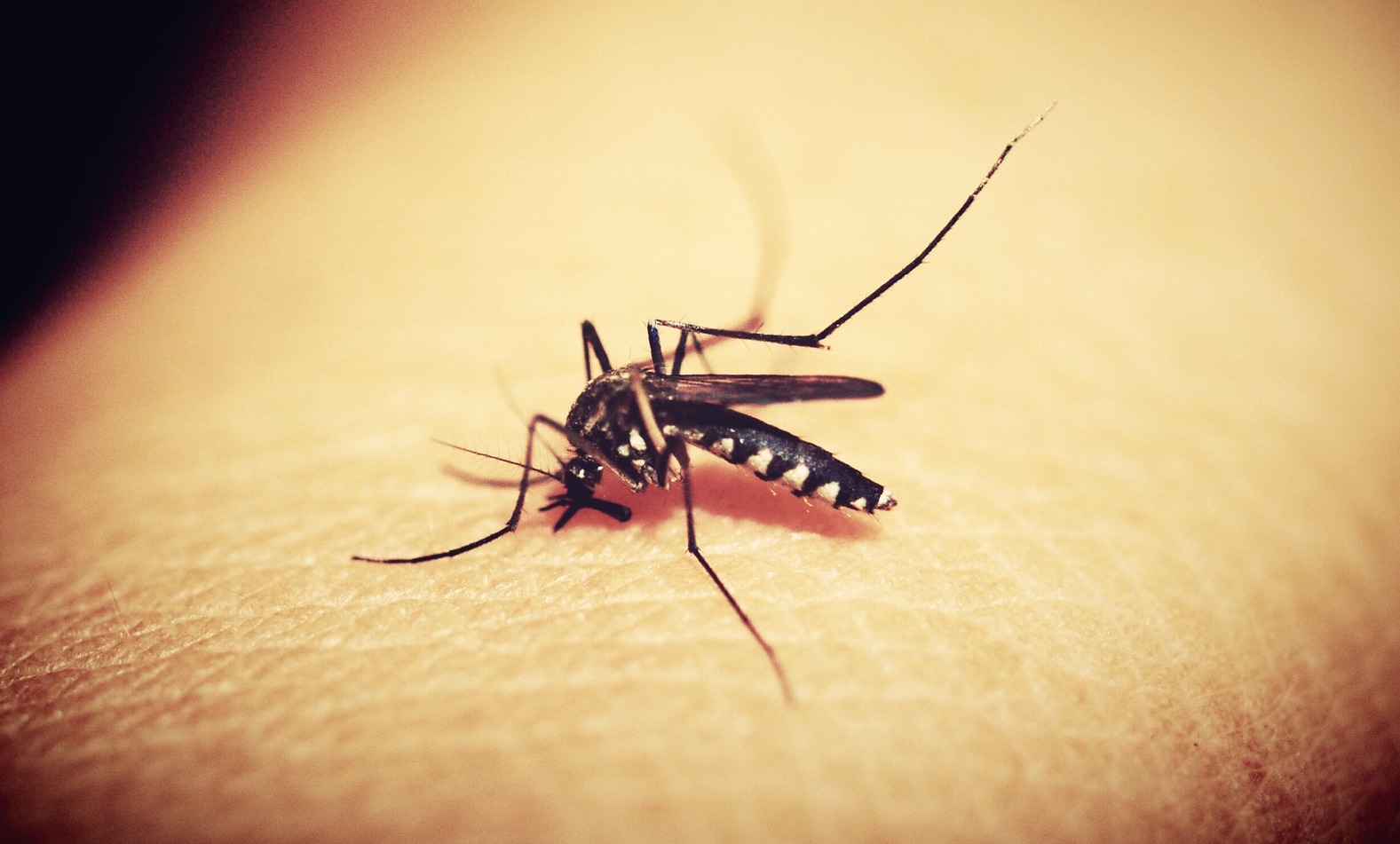 Mosquito Abatement | Baton Rouge, Denham Springs | Arceneaux Pest