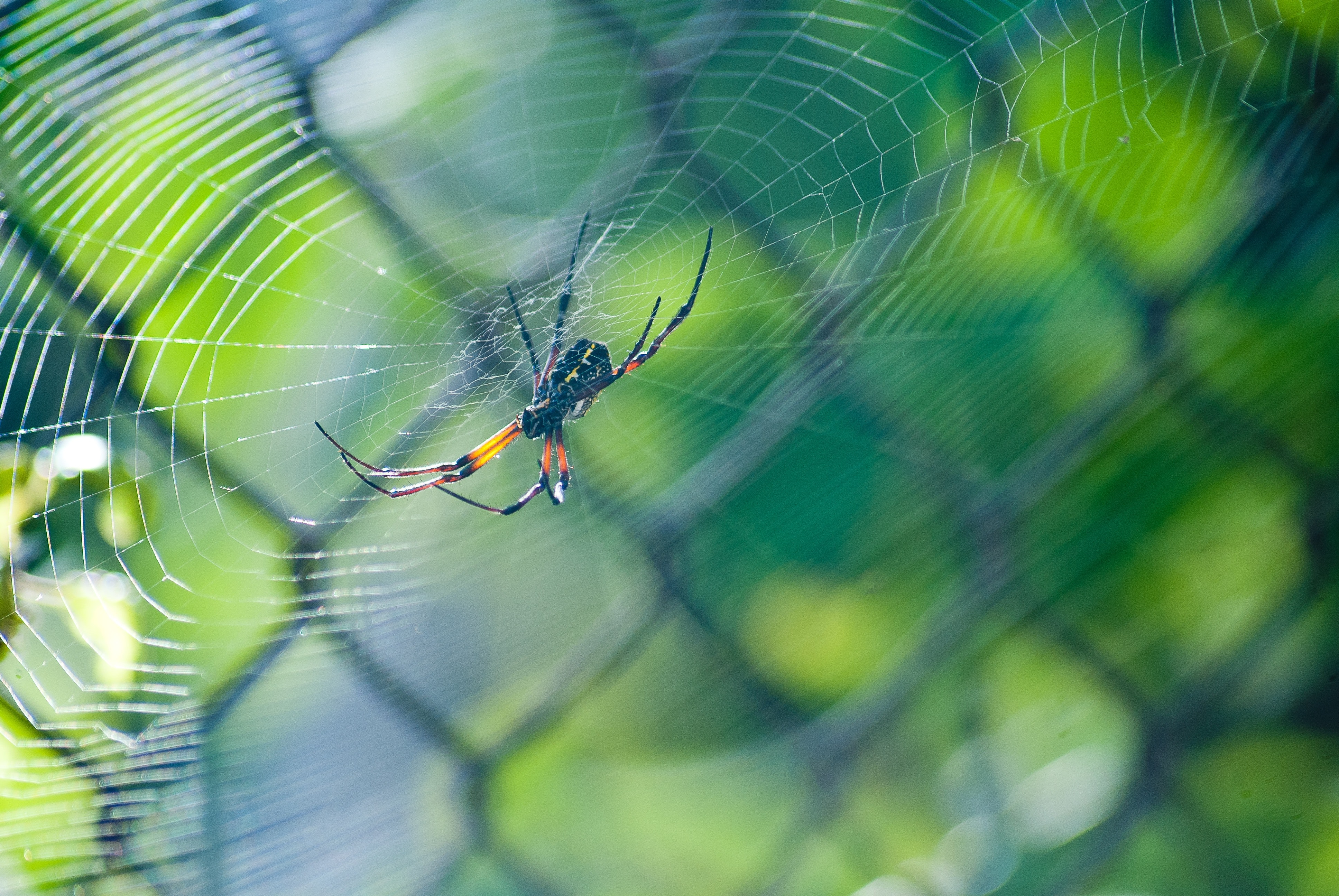 Orb-Weaver Spiders: Spooky Webs But Great For Pest Control