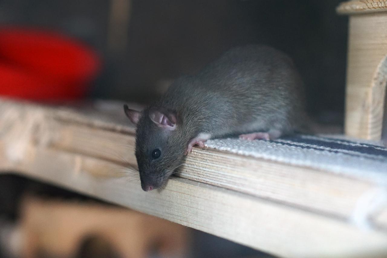 Pack Rat Identification & Info  American Pest Management - Pest Control  and Exterminator Services