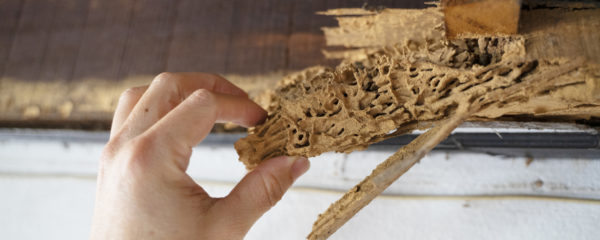 Where to Get a FREE Termite Inspection in Baton Rouge