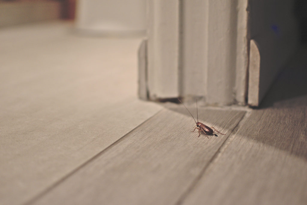 Why Arceneaux Is the Right Exterminator in Baton Rouge