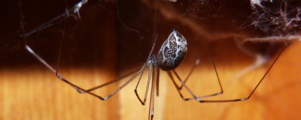 3 Tips for Spider Extermination in Baton Rouge