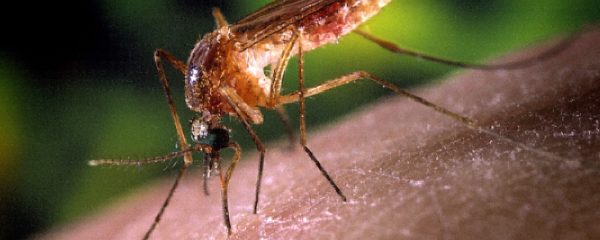 Learn more about how Arceneaux offers mosquito abatement in Baton Rouge to help homeowners stay protected.