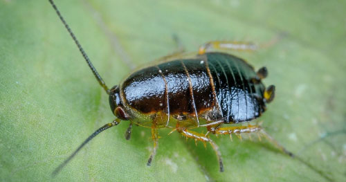 Unwelcome Dinner Guests: How to Get Rid of Pantry Bugs for Good