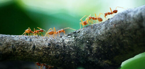 termite exterminator baton rouge