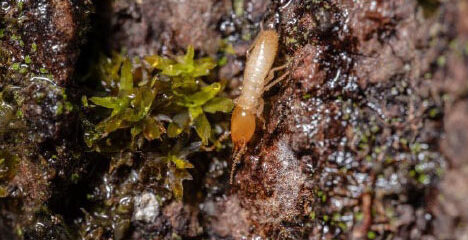 termite control Baton Rouge