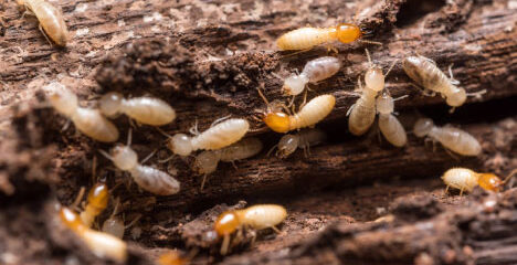 termite exterminator Baton Rouge