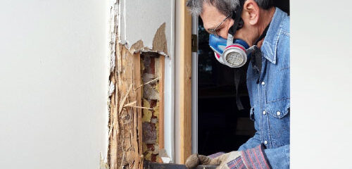 termite inspection