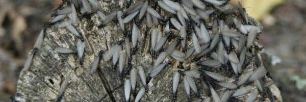 Termite Companies in Baton Rouge