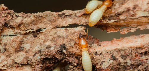 Termite Inspection in Baton Rouge
