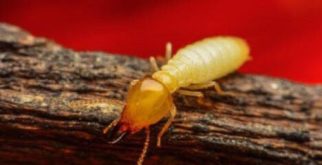 termite companies in Baton Rouge