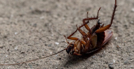 pest control for roaches