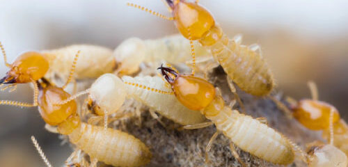 termite exterminator in Baton Rouge