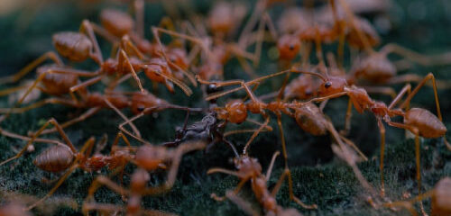 pest control in Gonzales LA