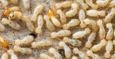 termite exterminators Baton Rouge