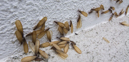 termite exterminators in Baton Rouge