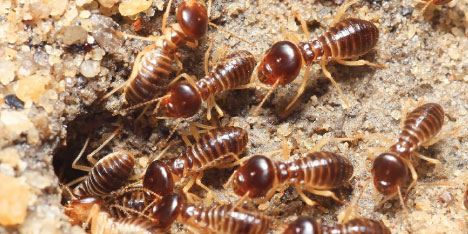 termite exterminator