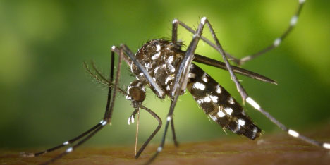 pest control in baton rouge