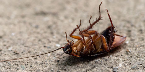 pest control Prairieville LA