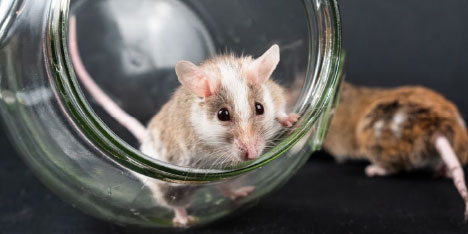 pest exterminator