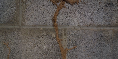 termite inspection in Baton Rouge