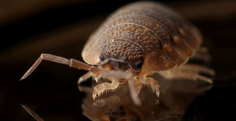 pest control in Gonzales LA