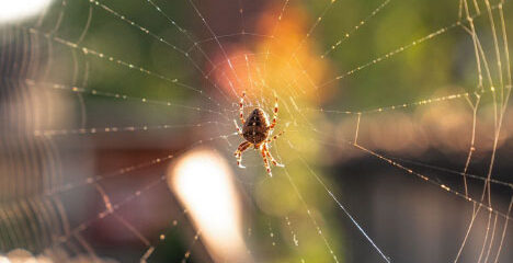 pest management services in Baton Rouge
